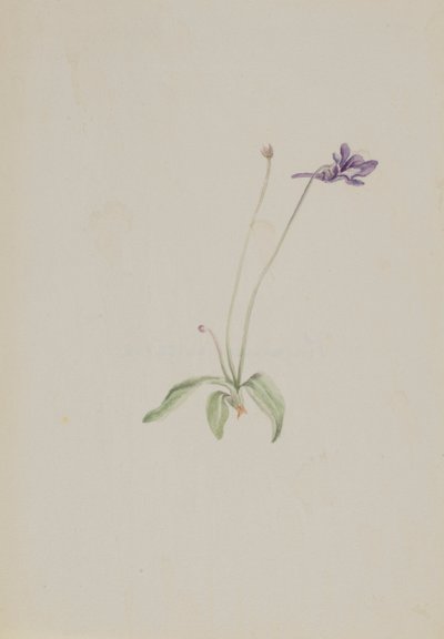 Pinguicula vulgaris, ca. begyndelsen af ​​1930
