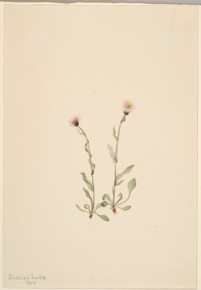 Lyserød loppeurt (Erigeron jucundus) af Mary Vaux Walcott