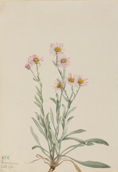 Pink Fleabane Erigeron caespitosus, 1921. af Mary Vaux Walcott