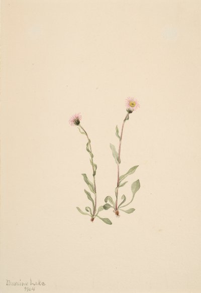 Pink Fleabane Erigeron jucundus, 1904. af Mary Vaux Walcott