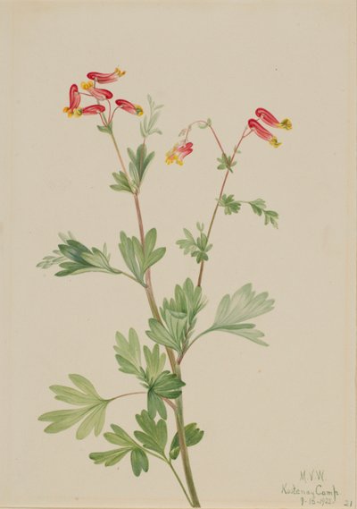 Rosafarvet gøgeurt (Capnoides sempervirens) af Mary Vaux Walcott