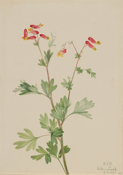 Pink Fumeroot Capnoides sempervirens, 1922. af Mary Vaux Walcott