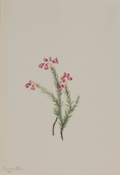 Lyserød lyng (Phyllodoce empetriformis) af Mary Vaux Walcott