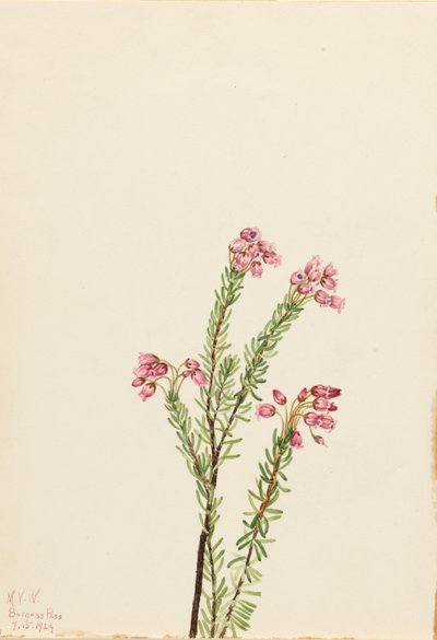 Lyserød bjerglyng (Phyllodoce empetriformis) af Mary Vaux Walcott