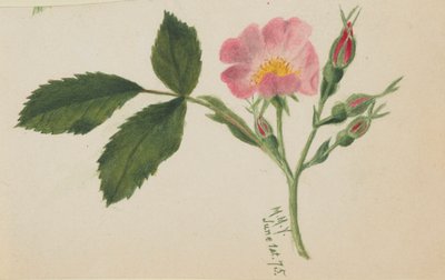 Lyserød rose af Mary Vaux Walcott