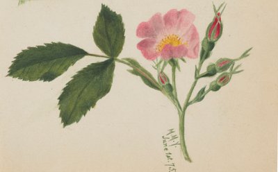Pink Rose, 1875. af Mary Vaux Walcott