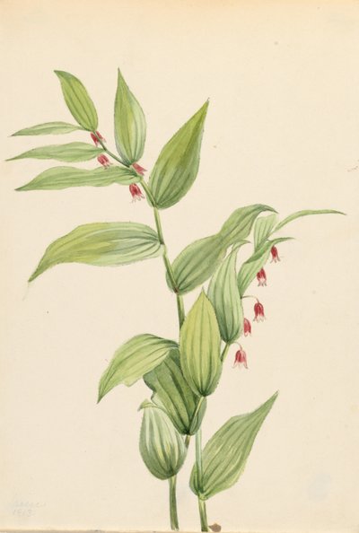 Lyserød snoet stilk (Streptopus curvipes) af Mary Vaux Walcott