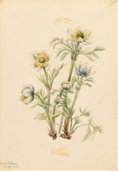 Anemone med fjer (Pulsatilla occidentalis) af Mary Vaux Walcott