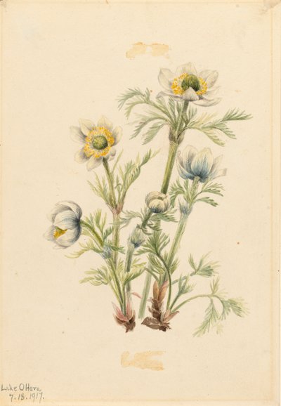 Plume Anemone Pulsatilla occidentalis, 1917. af Mary Vaux Walcott