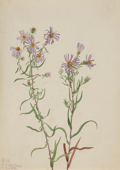 Prairie Aster Aster campestris, 1923. af Mary Vaux Walcott
