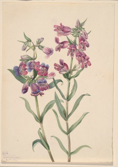Prærie-Pentstemon (Pentstemon erianthera) af Mary Vaux Walcott