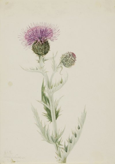 Prærietidsel (Cirsium undulatum) af Mary Vaux Walcott