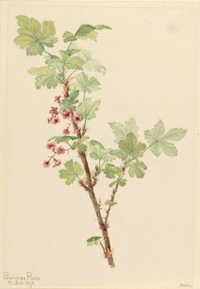 Stikkende solbær (Ribes lacustre) af Mary Vaux Walcott