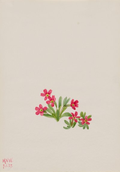 Primula (Primula angustifolia) af Mary Vaux Walcott
