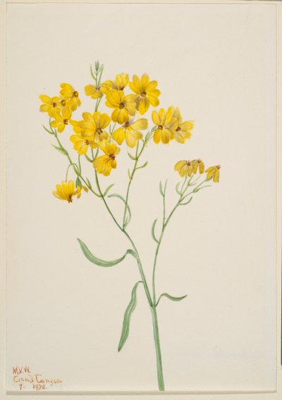 Psilostrophe sparsiflora af Mary Vaux Walcott