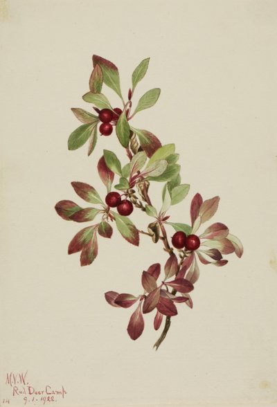 Almindelig rønnebær (Arctous alpina) af Mary Vaux Walcott