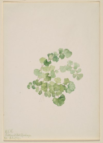 Puccoon (Lithospermum ruderale) af Mary Vaux Walcott