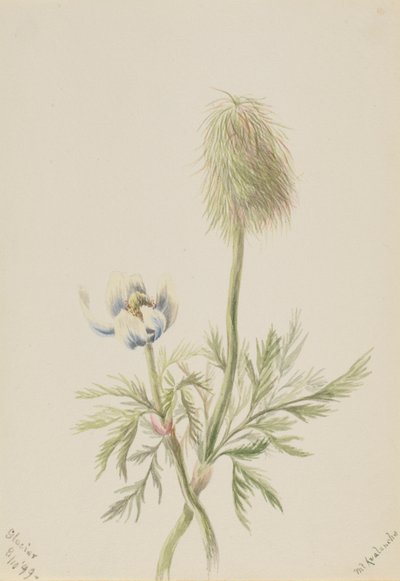 Pulsatilla occidentalis af Mary Vaux Walcott