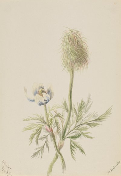 Pulsatilla occidentalis, 1899. af Mary Vaux Walcott