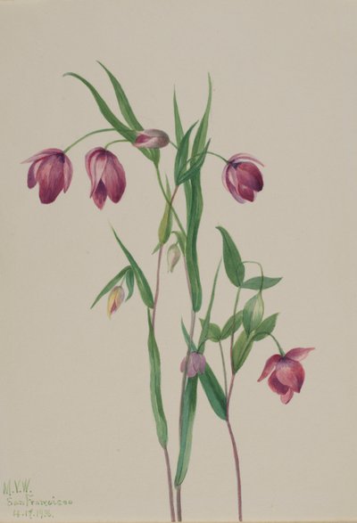 Lilla fe-lanterne (Calochortus anoenum) af Mary Vaux Walcott