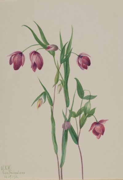 Lilla fe-lanterne Calochortus anoenum, 1936. af Mary Vaux Walcott