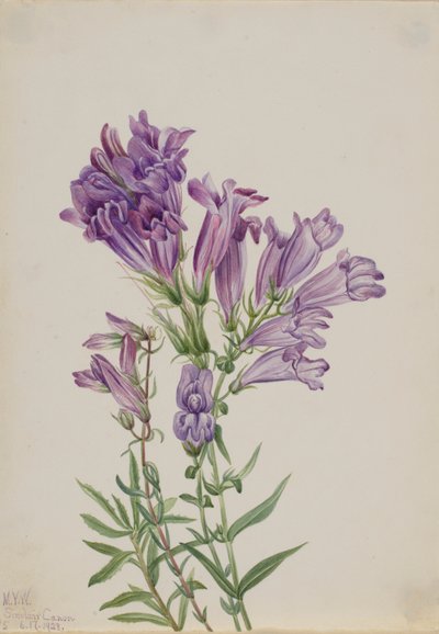 Lilla Pentstemon (Pentstemon lyallii) af Mary Vaux Walcott