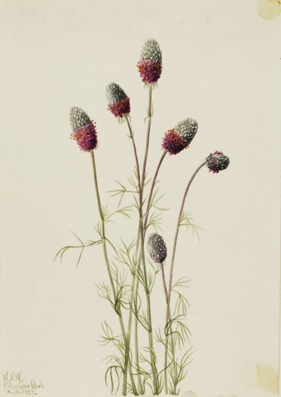 Purpurfarvet præstekrave (Petalostemon purpureum) af Mary Vaux Walcott