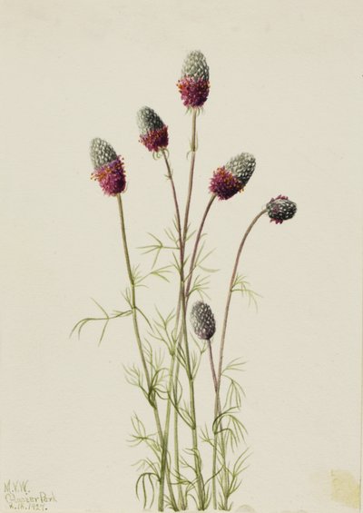Purple Prairieclover Petalostemon purpureum, 1927. af Mary Vaux Walcott