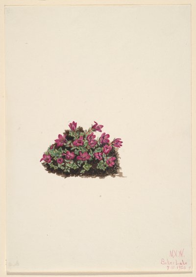 Lilla stenbræk (Saxifraga oppositifolia) af Mary Vaux Walcott