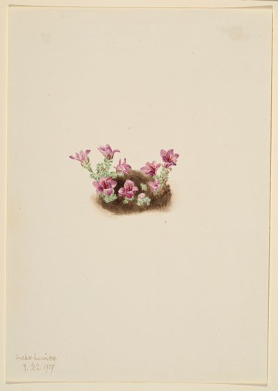 Lilla stenbræk (Saxifrage oppositifolia) af Mary Vaux Walcott