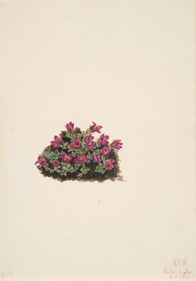 Purple Saxifrage Saxifraga oppositifolia, 1924. af Mary Vaux Walcott
