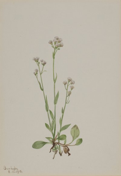 Fedtmule (Antennaria racemosa) af Mary Vaux Walcott