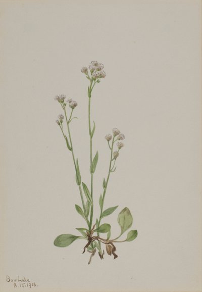 Pussy-Toes Antennaria racemosa, 1918. af Mary Vaux Walcott