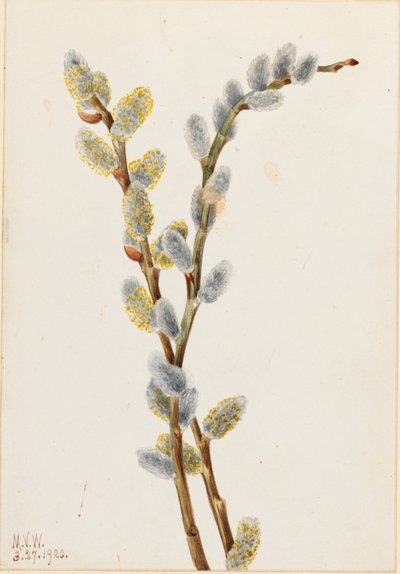 Fisse-pil (Salix discolor) af Mary Vaux Walcott