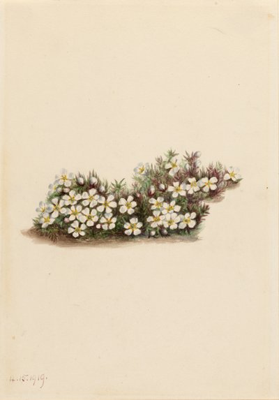 Pyxie (Pyxidanthera barbulata) af Mary Vaux Walcott