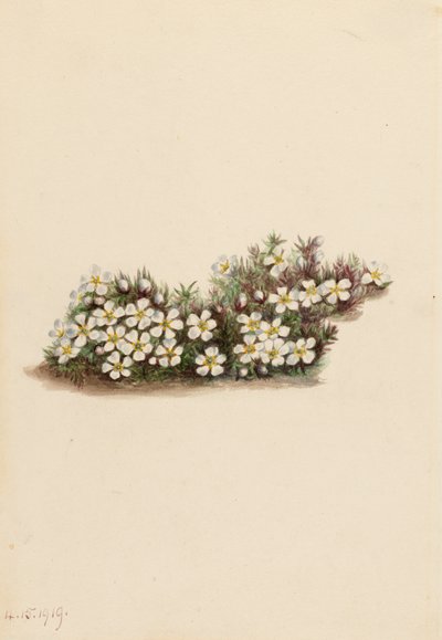 Pyxie Pyxidanthera barbulata, 1919. af Mary Vaux Walcott