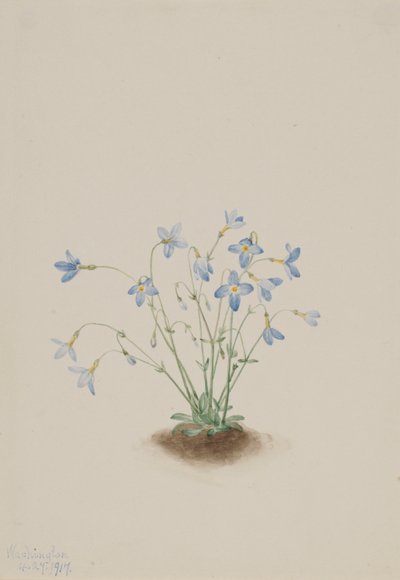 Kvækerladies (Houstonia caerulea) af Mary Vaux Walcott