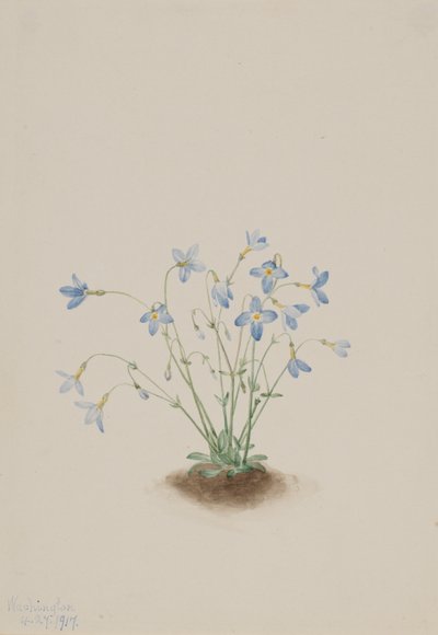 Quakerladies Houstonia caerulea, 1917. af Mary Vaux Walcott