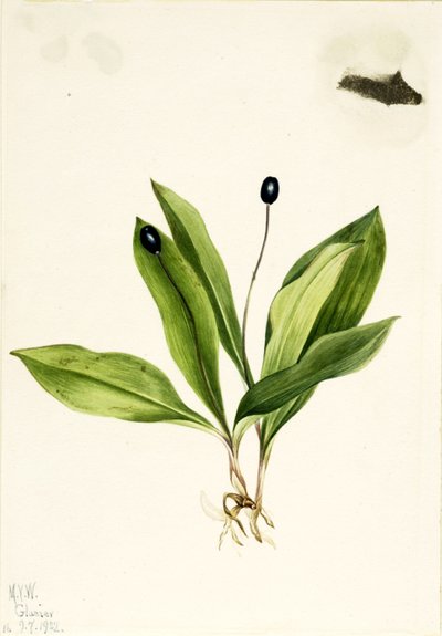 Dronningeblomst (Clintonia uniflora) af Mary Vaux Walcott