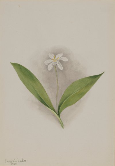 Dronningeblomst (Clintonia uniflora) af Mary Vaux Walcott