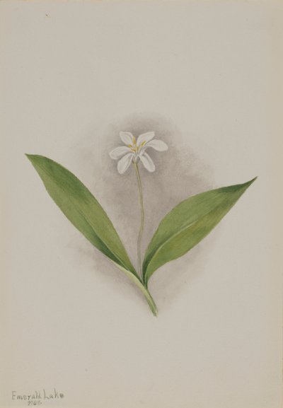 Queencup Clintonia uniflora, 1902. af Mary Vaux Walcott