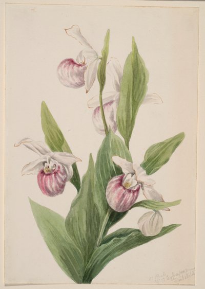 Dronningeslipper (Cypripedium reginae) af Mary Vaux Walcott