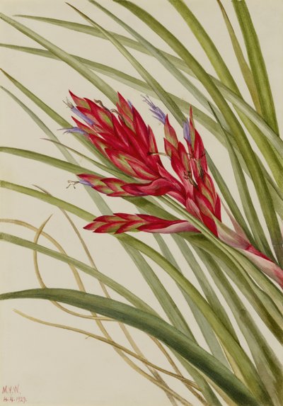Tillandsia med kvillede blade (Tillandsia fasciculata) af Mary Vaux Walcott