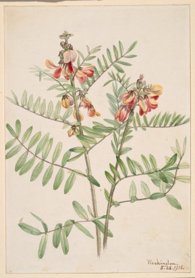 Kaninbønne (Cracca virginiana) af Mary Vaux Walcott