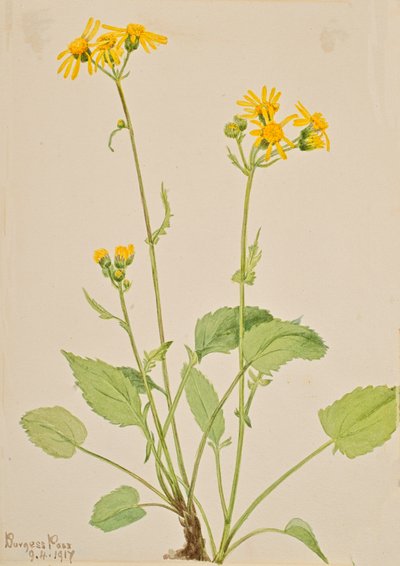 Ragwort Senecio burkei, 1917. af Mary Vaux Walcott