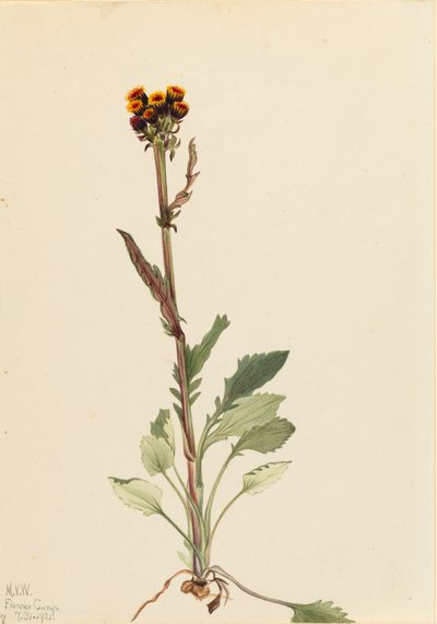 Rayless Groundsel Senecio pauciflorus, 1921. af Mary Vaux Walcott
