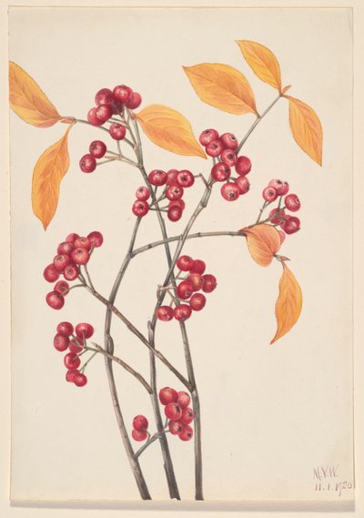 Rød Chokeberry Aronia arbutifolia, 1920. af Mary Vaux Walcott