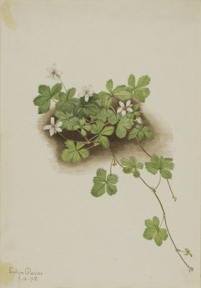 Rød dugbær (Rubus pedatus) af Mary Vaux Walcott
