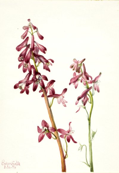Rød lærkespore (Delphinium nudicale) af Mary Vaux Walcott