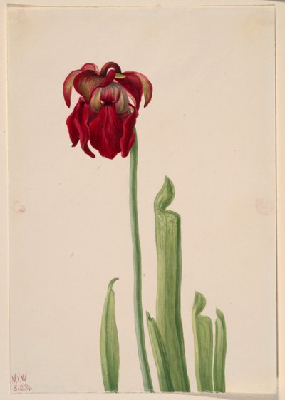 Rød kandebærerplante (Sarracenia jonesii) af Mary Vaux Walcott